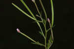 Fringed willowherb